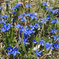 Wiese mit Frühlingsenzian